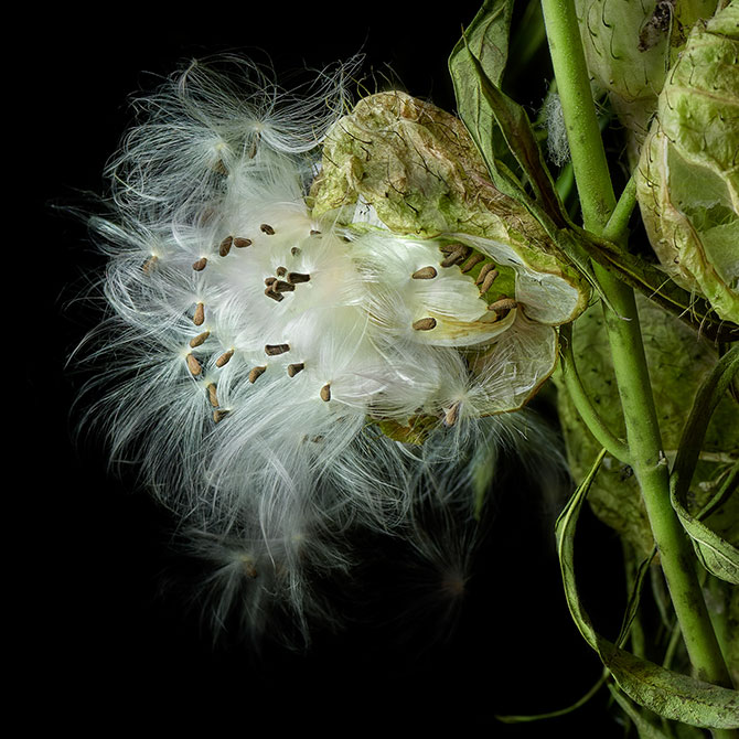 Milkweed by Deb Ehrens picture of Milkweed by Deb Ehrens
